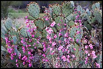 Pink wildflowers and prickly pear cactus. Saguaro National Park, Arizona, USA.