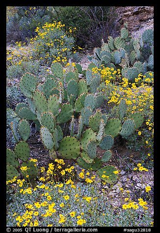 Brittlebush and prickly pear cactus. Saguaro National Park, Arizona, USA.