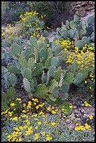 Brittlebush and prickly pear cactus. Saguaro National Park, Arizona, USA.