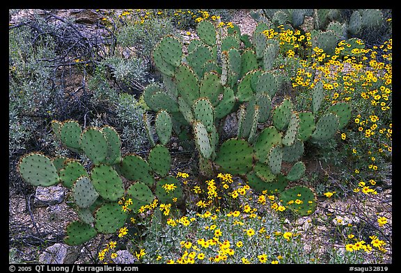 Brittlebush and prickly pear cactus. Saguaro National Park (color)