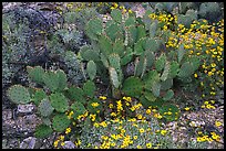 Brittlebush and prickly pear cactus. Saguaro National Park, Arizona, USA.