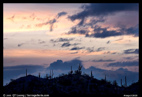 Saguaro cactus silhouetted on hill at sunrise near Valley View overlook. Saguaro National Park, Arizona, USA.