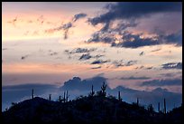 Saguaro cactus silhouetted on hill at sunrise near Valley View overlook. Saguaro National Park, Arizona, USA.