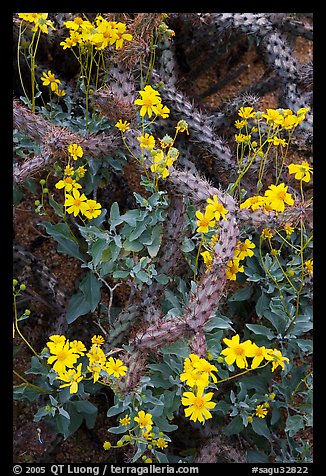 Brittlebush and cactus. Saguaro National Park (color)