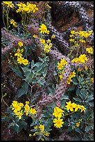 Brittlebush and cactus. Saguaro National Park ( color)