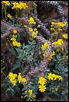 Brittlebush and cactus. Saguaro National Park, Arizona, USA. (color)