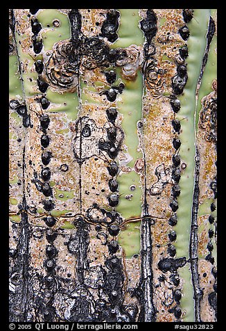 Bark of old saguaro cactus. Saguaro National Park, Arizona, USA.