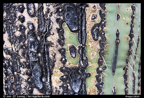 Bark of old saguaro cactus. Saguaro National Park (color)