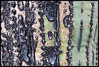 Bark of old saguaro cactus. Saguaro National Park, Arizona, USA.