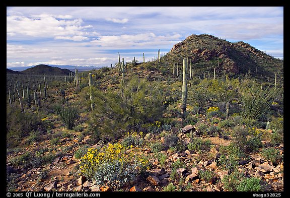 Brittlebush, cactus, and hills, Valley View overlook, morning. Saguaro National Park, Arizona, USA.