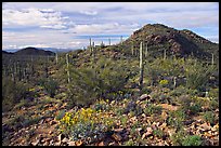 Brittlebush, cactus, and hills, Valley View overlook, morning. Saguaro National Park, Arizona, USA. (color)