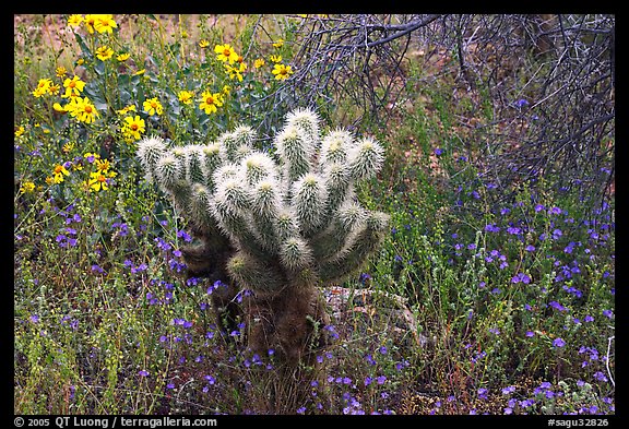 Cholla cactus, phacelia, and brittlebush. Saguaro National Park, Arizona, USA.