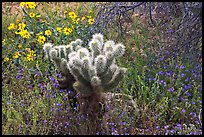 Cholla cactus, phacelia, and brittlebush. Saguaro National Park, Arizona, USA.