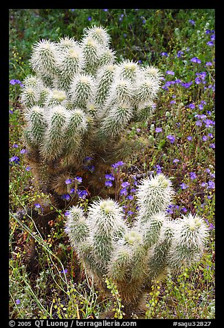 Teddy-bear Cholla cactus and phacelia. Saguaro National Park (color)