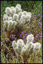 Teddy-bear Cholla cactus and phacelia. Saguaro National Park, Arizona, USA.