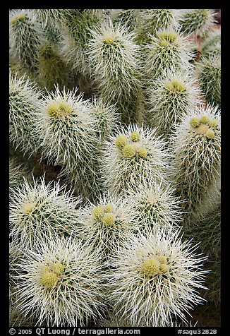 Cholla cactus close-up. Saguaro National Park, Arizona, USA.