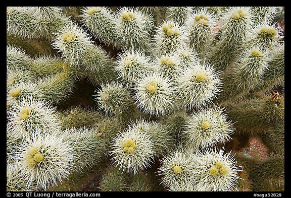Teddy-bear cholla cactus close-up. Saguaro National Park, Arizona, USA.