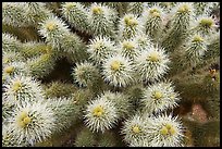 Teddy-bear cholla cactus close-up. Saguaro National Park, Arizona, USA. (color)