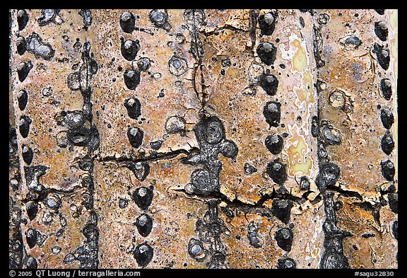 Skin of old saguaro cactus. Saguaro National Park (color)