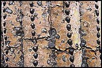 Skin of old saguaro cactus. Saguaro National Park, Arizona, USA. (color)