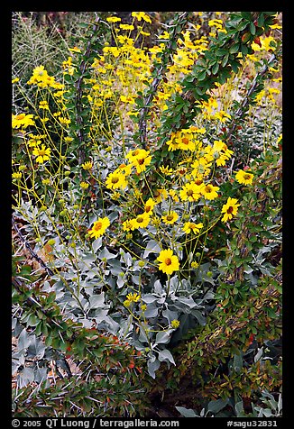 Brittlebush and ocotilo. Saguaro National Park (color)