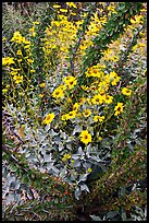 Brittlebush and ocotilo. Saguaro National Park, Arizona, USA. (color)