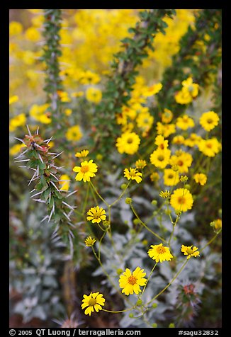 Brittlebush and ocotilo. Saguaro National Park (color)