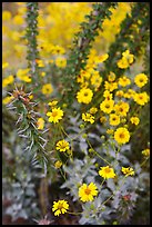 Brittlebush and ocotilo. Saguaro National Park ( color)