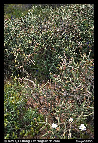 Pencil cholla cactus. Saguaro National Park, Arizona, USA.