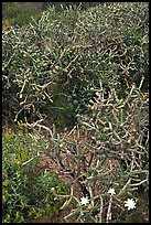 Pencil cholla cactus. Saguaro National Park, Arizona, USA.