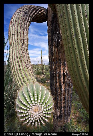 Arm of a saguaro cactus. Saguaro National Park, Arizona, USA.