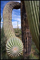 Arm of a saguaro cactus. Saguaro National Park ( color)