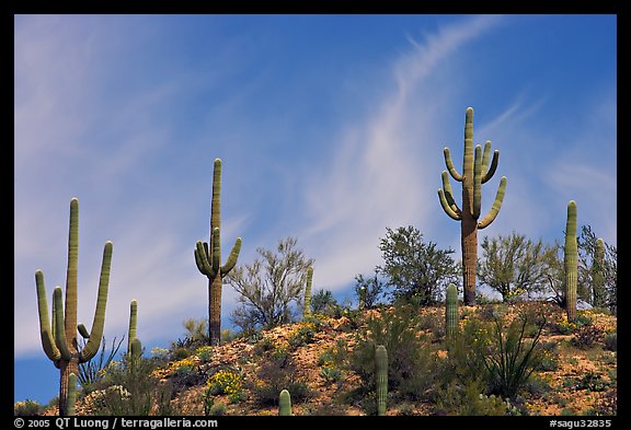 Mature Saguaro cactus (Carnegiea gigantea) on a hill. Saguaro National Park (color)