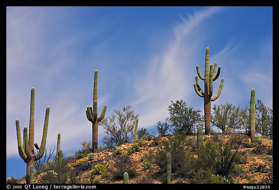 Mature Saguaro cactus (Carnegiea gigantea) on a hill. Saguaro National Park, Arizona, USA.