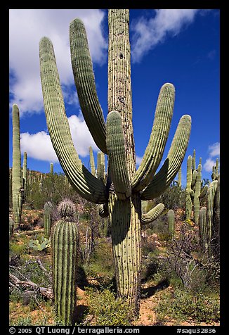 Multi-armed sagurao cactus near Ez-Kim-In-Zin. Saguaro National Park, Arizona, USA.