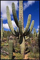 Multi-armed sagurao cactus near Ez-Kim-In-Zin. Saguaro National Park, Arizona, USA.