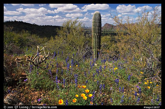 Cactus lupine, and mexican poppies with Panther Peak in the background, afternoon. Saguaro National Park, Arizona, USA.