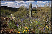 Cactus lupine, and mexican poppies with Panther Peak in the background, afternoon. Saguaro National Park, Arizona, USA.