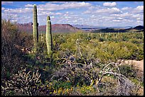 Lush desert with Cactus, mexican poppies, and palo verde near Ez-Kim-In-Zin. Saguaro National Park, Arizona, USA.