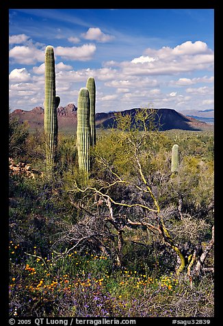 Cactus, mexican poppies, and palo verde near Ez-Kim-In-Zin, afternoon. Saguaro National Park, Arizona, USA.