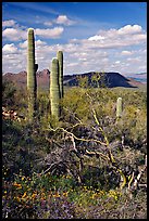 Cactus, mexican poppies, and palo verde near Ez-Kim-In-Zin, afternoon. Saguaro National Park ( color)