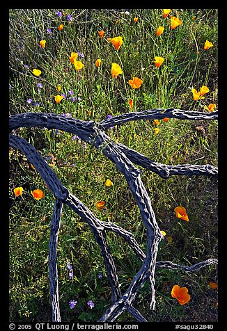 Mexican poppies and cactus squeleton. Saguaro National Park, Arizona, USA.