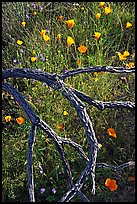 Mexican poppies and cactus squeleton. Saguaro National Park, Arizona, USA. (color)
