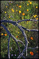 Mexican poppies and cactus squeleton. Saguaro National Park, Arizona, USA.