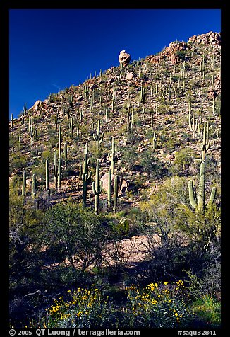 Cactus on hillside in spring, Hugh Norris Trail. Saguaro National Park, Arizona, USA.