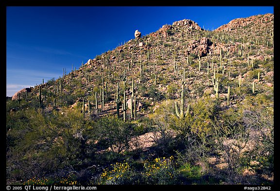 Hillside in spring with desert annual flowers, Hugh Norris Trail. Saguaro National Park, Arizona, USA.