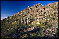 Hillside in spring with desert annual flowers, Hugh Norris Trail. Saguaro National Park, Arizona, USA.