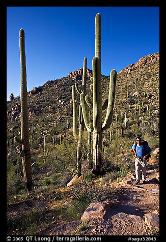 Hiker and saguaro cactus, Hugh Norris Trail. Saguaro National Park, Arizona, USA.