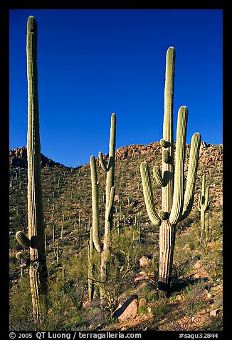 Tall saguaro cactus (scientific name: Carnegiea gigantea), Hugh Norris Trail. Saguaro National Park, Arizona, USA.