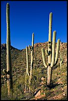 Tall saguaro cactus (scientific name: Carnegiea gigantea), Hugh Norris Trail. Saguaro National Park, Arizona, USA. (color)